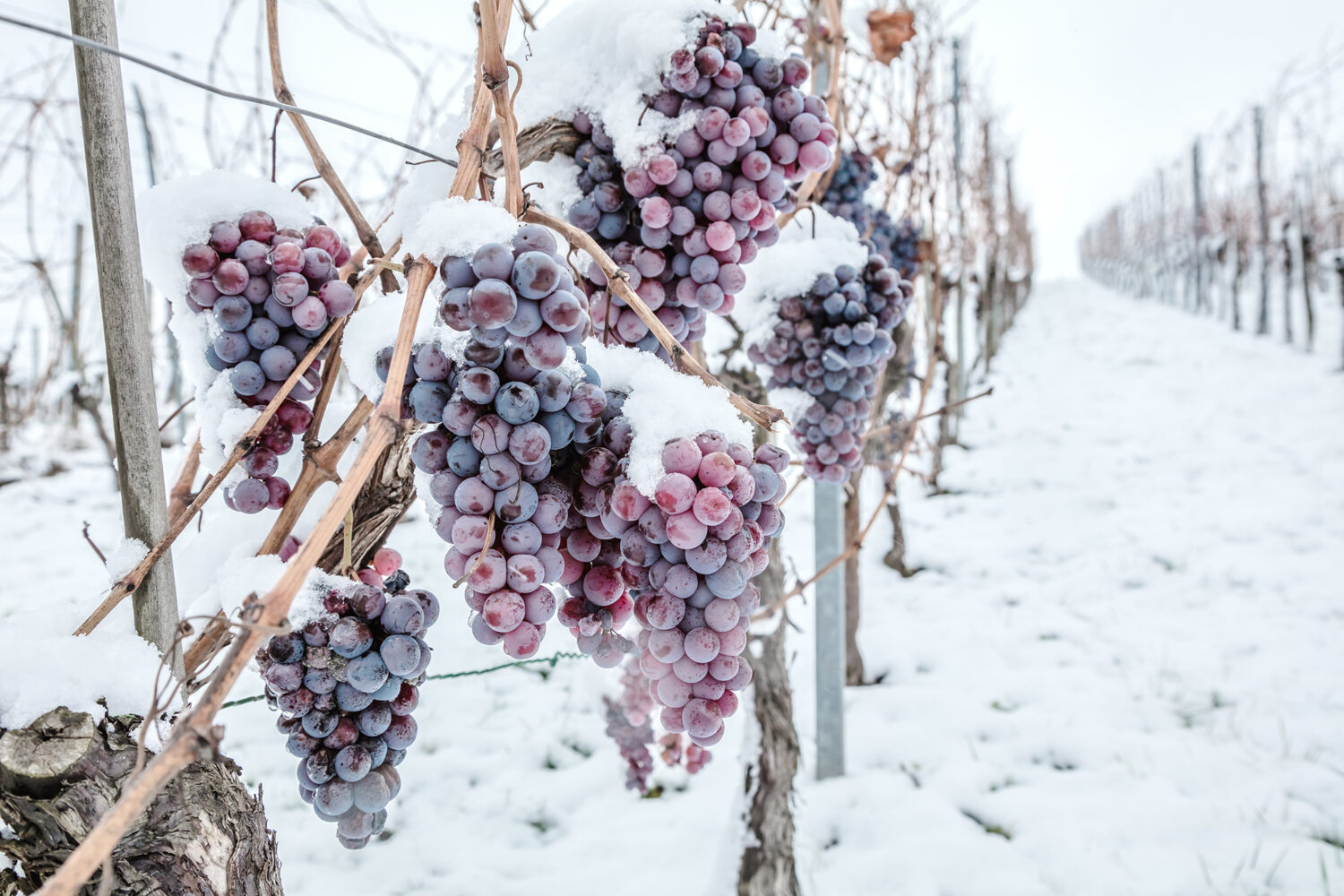 В винных регионах страны собирают виноград для Eiswein